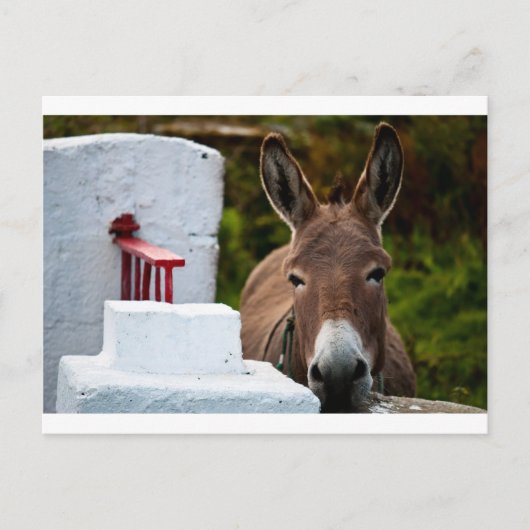 Portrait eines Donkey in Irland Postkarte (Vorderseite)