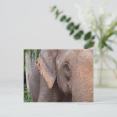 Portrait eines Elefanten Postkarte (Stehend Vorderseite)
