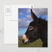 Portrait eines Esels Postkarte (Vorne/Hinten)