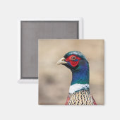 Portrait eines Fasans Magnet (Vorderseite/Rückseite)