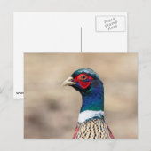 Portrait eines Fasans Postkarte (Vorne/Hinten)