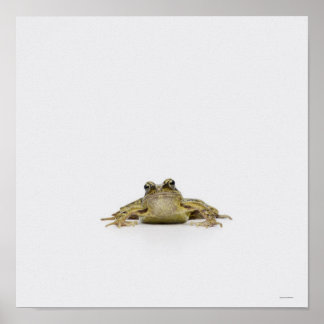 Portrait eines Frosches in einem weißen Studio Poster