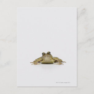 Portrait eines Frosches in einem weißen Studio Postkarte