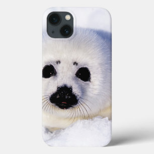 Portrait eines Harp Siegel Pup Case-Mate iPhone Hülle