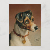 Portrait eines Jacks Russel Terrier | Carl Reicher Postkarte (Vorderseite)