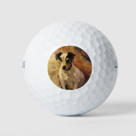 Portrait eines Jacks Russell Dog (Tierart) Golfball