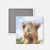 Portrait eines Kamels Magnet (Vorderseite/Rückseite)