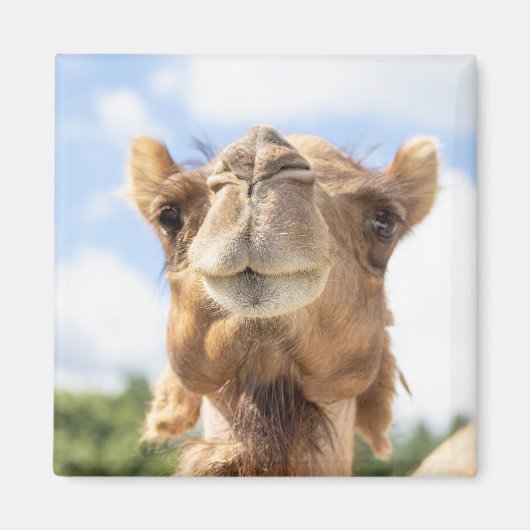 Portrait eines Kamels Magnet (Vorne)