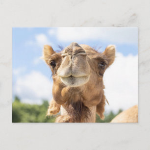 Portrait eines Kamels Postkarte