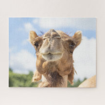 Portrait eines Kamels