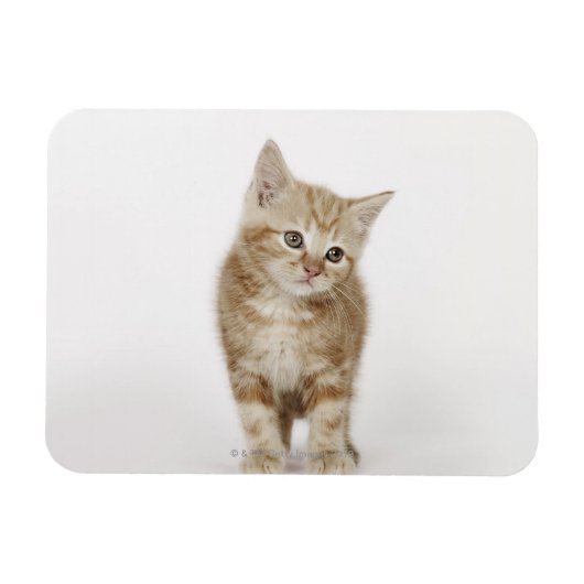 Portrait eines Kätzchens Magnet (Horizontal)