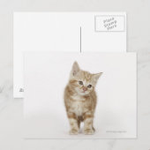 Portrait eines Kätzchens Postkarte (Vorne/Hinten)