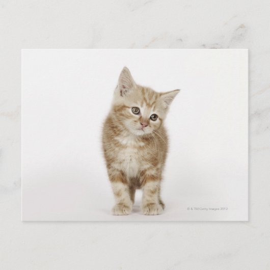 Portrait eines Kätzchens Postkarte (Vorderseite)