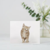 Portrait eines Kätzchens Postkarte (Stehend Vorderseite)