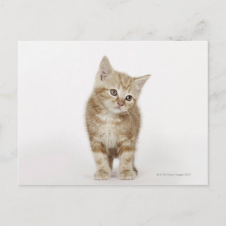 Portrait eines Kätzchens Postkarte