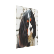 Portrait eines Königs Charles Cavalier Spaniel