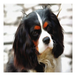 Portrait eines Königs Charles Cavalier Spaniel Fotodruck