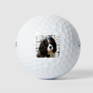 Portrait eines Königs Charles Cavalier Spaniel Golfball