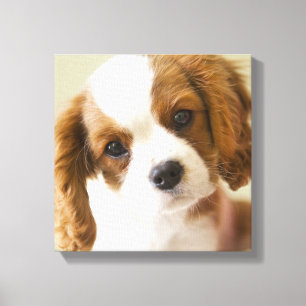 Portrait eines Königs Charles Spaniel-Welpen Leinwanddruck
