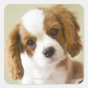 Portrait eines Königs Charles Spaniel-Welpen Quadratischer Aufkleber