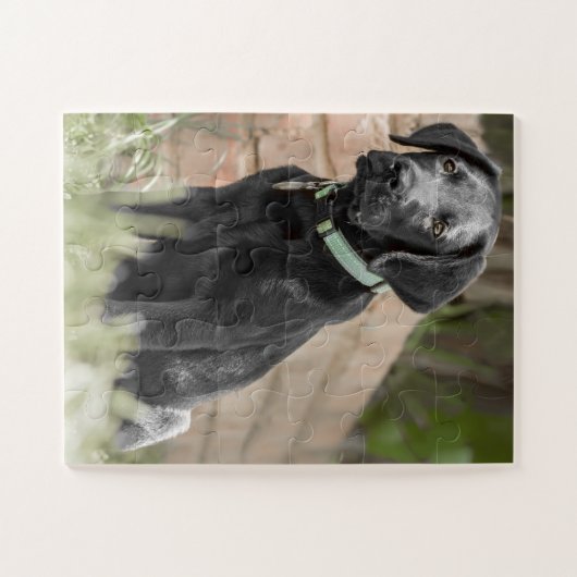 Portrait eines Labraphiers Puzzle (Horizontal)