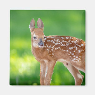 Portrait eines Neugeborenen (Weißschwanzhirsche) Magnet