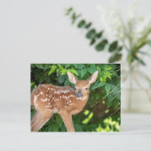 Portrait eines Neugeborenen (Weißschwanzhirsche) Postkarte (Stehend Vorderseite)