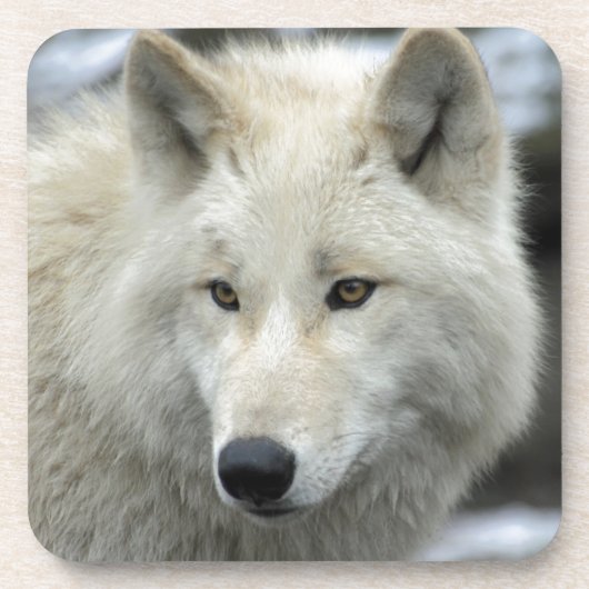 Portrait eines Polarkolfwolfs Getränkeuntersetzer (Vorderseite)