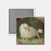 Portrait eines Poodles Magnet (Vorderseite/Rückseite)