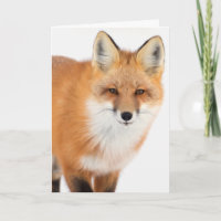 Portrait eines Rotfuchs