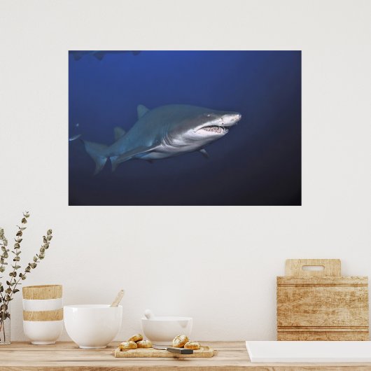 Portrait eines Sand Tiger Poster (Küche)