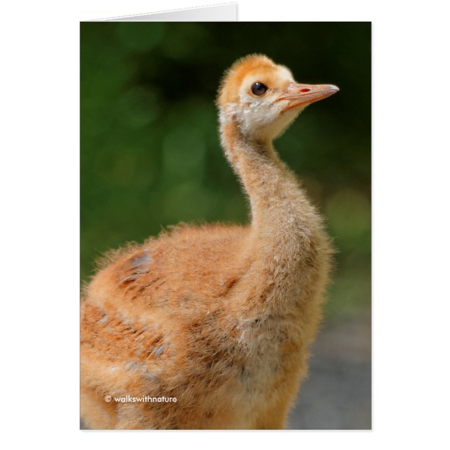Portrait eines Sandhügels Crane Colt (Vorne)