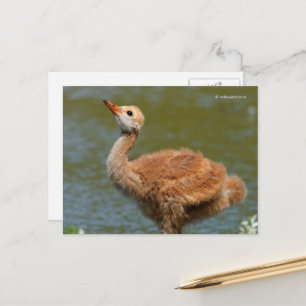 Portrait eines Sandhügels Crane Colt Postkarte
