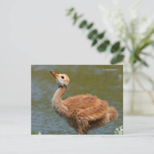 Portrait eines Sandhügels Crane Colt Postkarte (Stehend Vorderseite)
