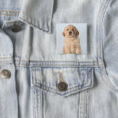 Portrait eines sechs Wochen alten goldenen Retriev Button (Beispiel)