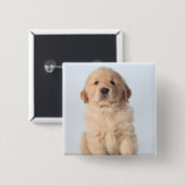 Portrait eines sechs Wochen alten goldenen Retriev Button (Vorne & Hinten)