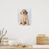 Portrait eines sechs Wochen alten goldenen Retriev Poster (Küche)