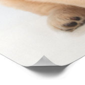 Portrait eines sechs Wochen alten goldenen Retriev Poster (Ecke)