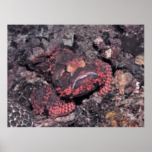 Portrait eines Skorpionfisches Poster