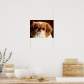 Portrait eines Spanierhundes Poster (Küche)