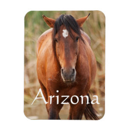 Portrait eines wilden Mustang, Arizona Magnet