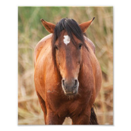 Portrait eines wilden Mustang Fotodruck