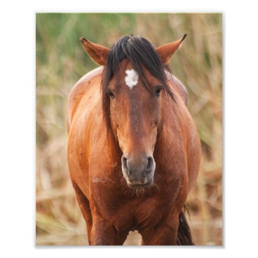 Portrait eines wilden Mustang Fotodruck (Vorne)