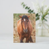 Portrait eines wilden Mustang Postkarte (Stehend Vorderseite)