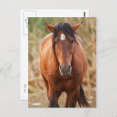 Portrait eines wilden Mustang Postkarte (Vorne/Hinten)