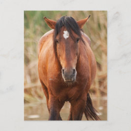 Portrait eines wilden Mustang Postkarte