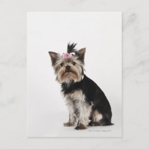 Portrait eines Yorkshire Terrier Hundes Postkarte