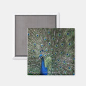Portrait, Federn, farbig, Pfau, im Freien, Magnet (Vorderseite/Rückseite)