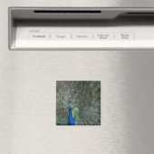 Portrait, Federn, farbig, Pfau, im Freien, Magnet (In Situ (Geschirrspüler))