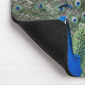 Portrait, Federn, farbig, Pfau, im Freien, Mousepad (Ecke)